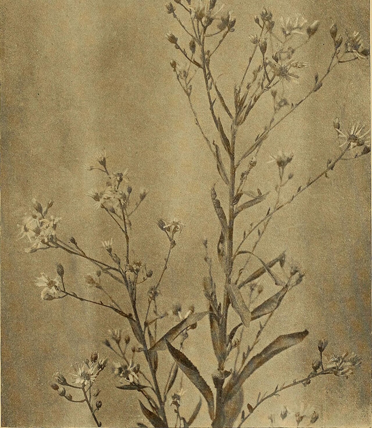 Australian native garden landscape