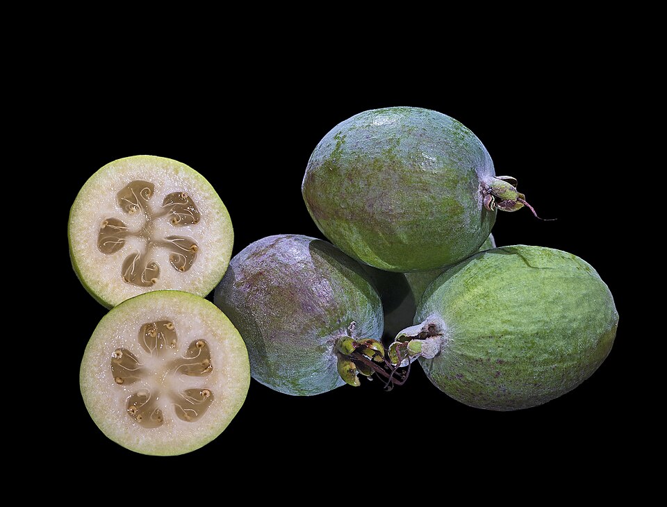 Unique Feijoa