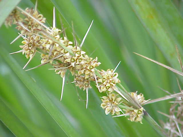 Spiny-headed Mat-rush