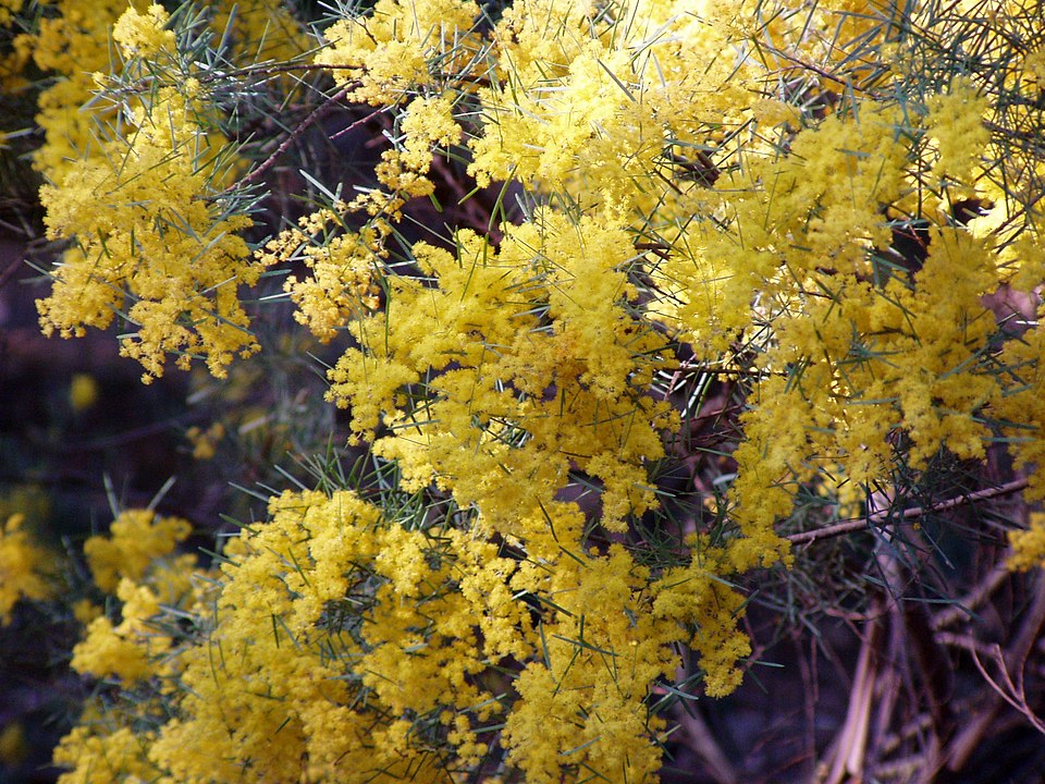 Snowy River Wattle