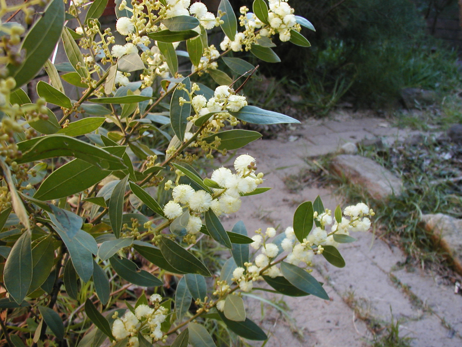 Myrtle Wattle