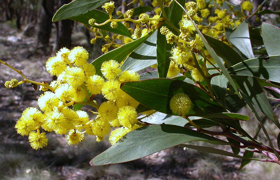 Golden Wattle