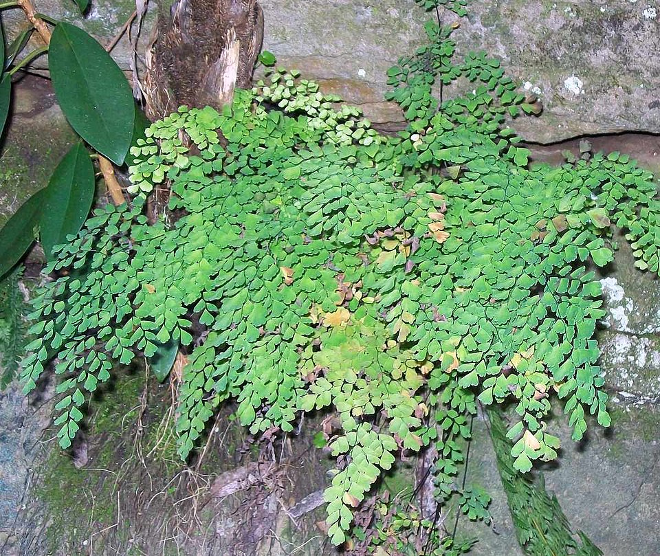 Common Maidenhair