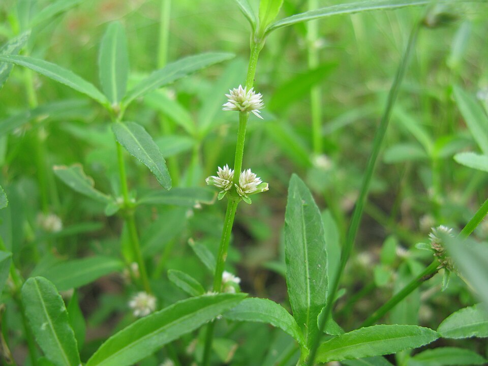 Lesser Joyweed