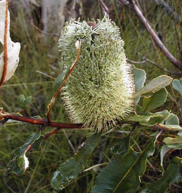 Fern-leaved Banksia