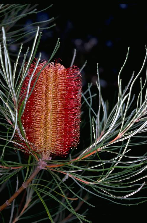 Red swamp Banksia