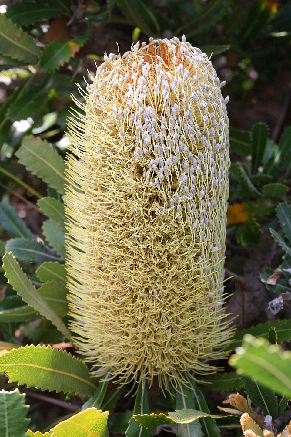 Old Man Banksia