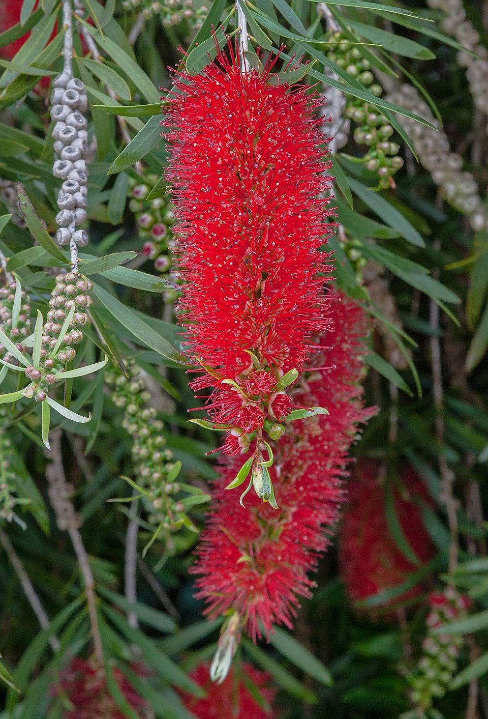 Crimson Bottlebrush