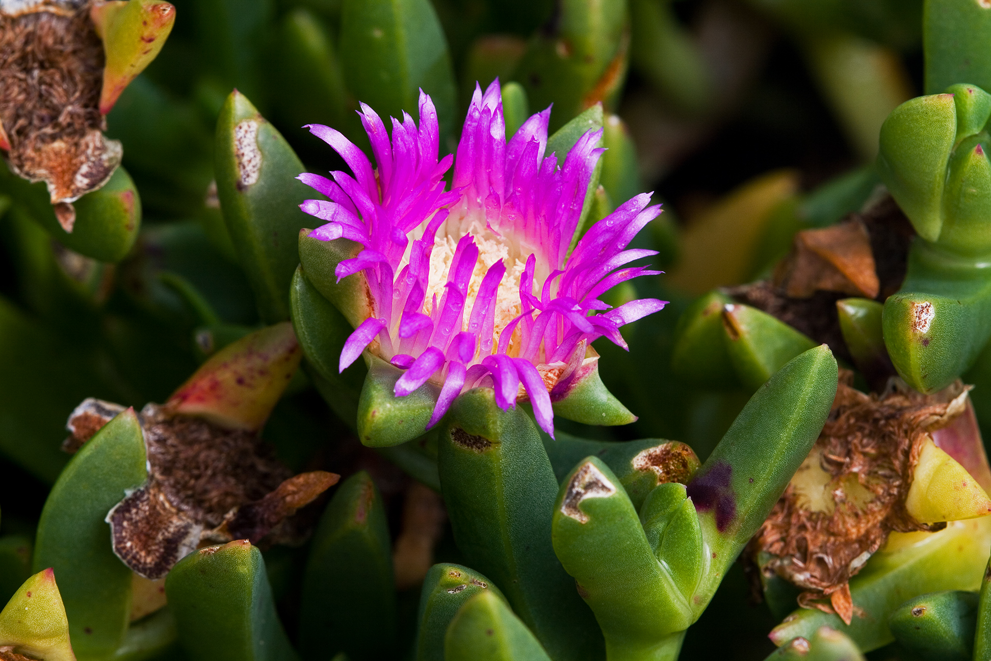 Native Pigface