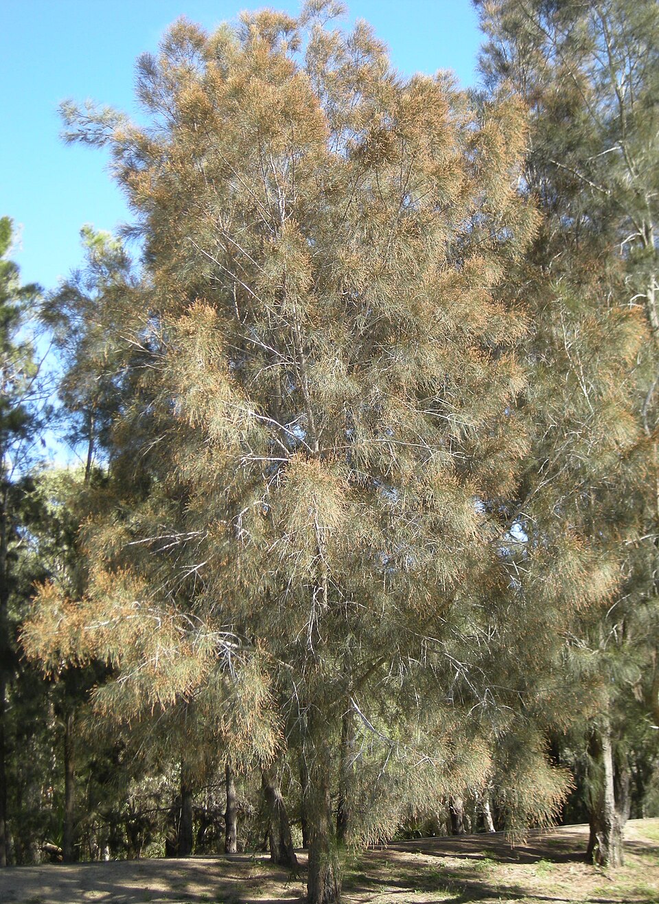 River She-oak