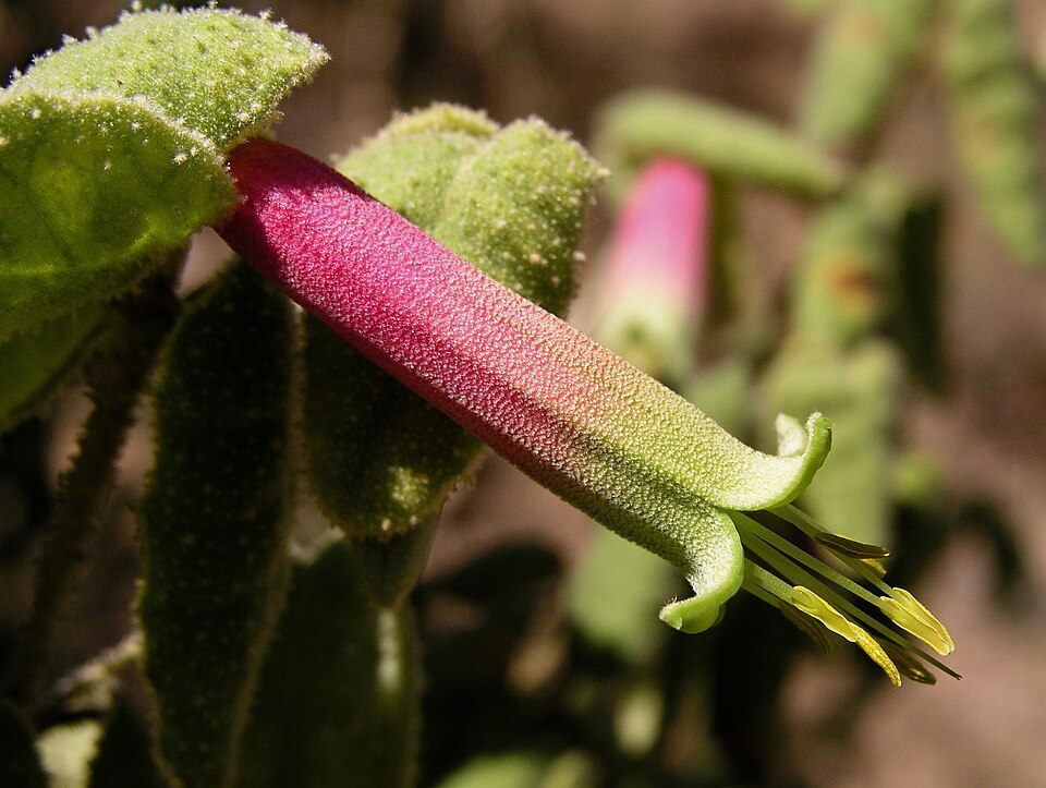 Common Correa