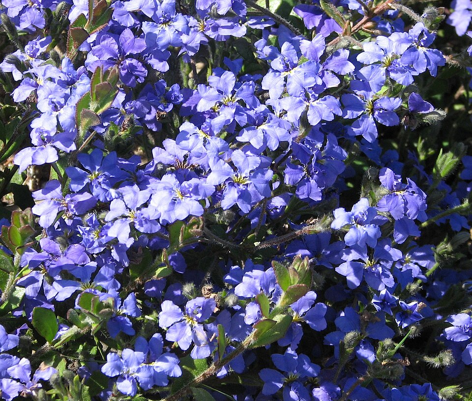 Rosemary Dampiera