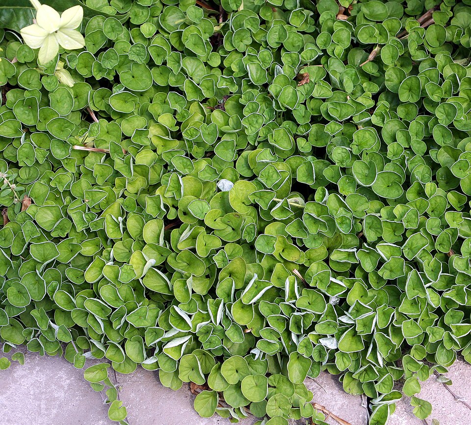 Kidney Weed