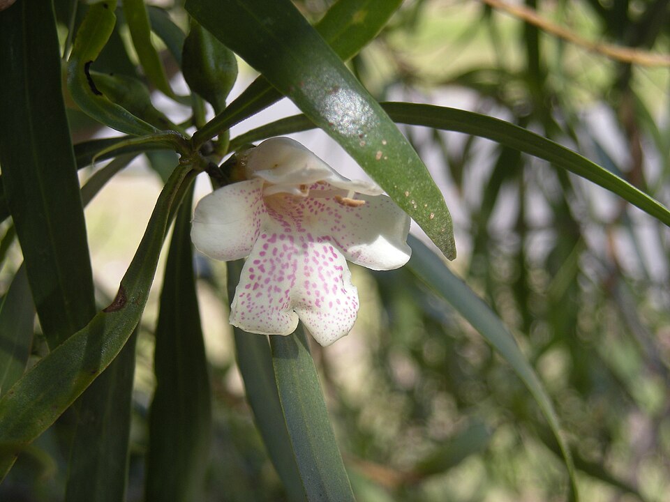 Bignonia Emu Bush