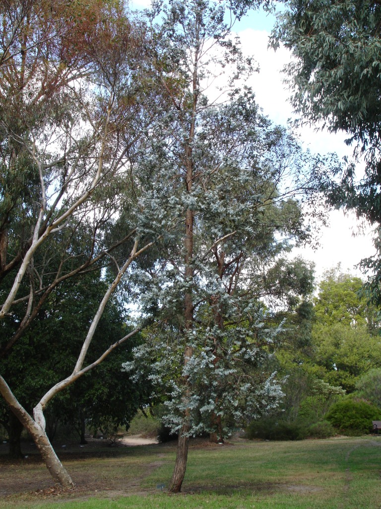 Argyle Apple