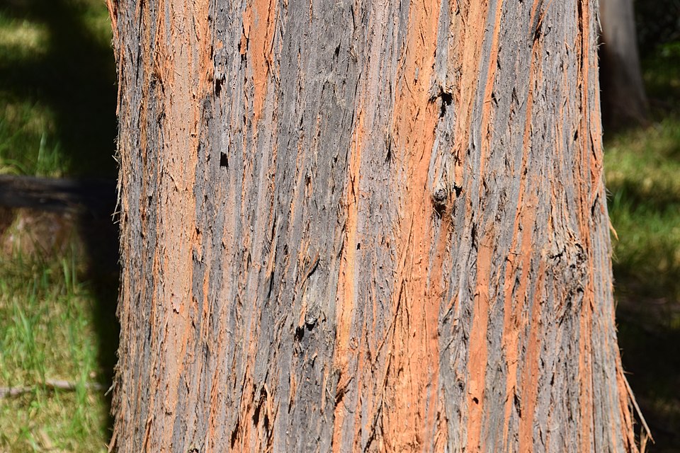 Alpine Ash
