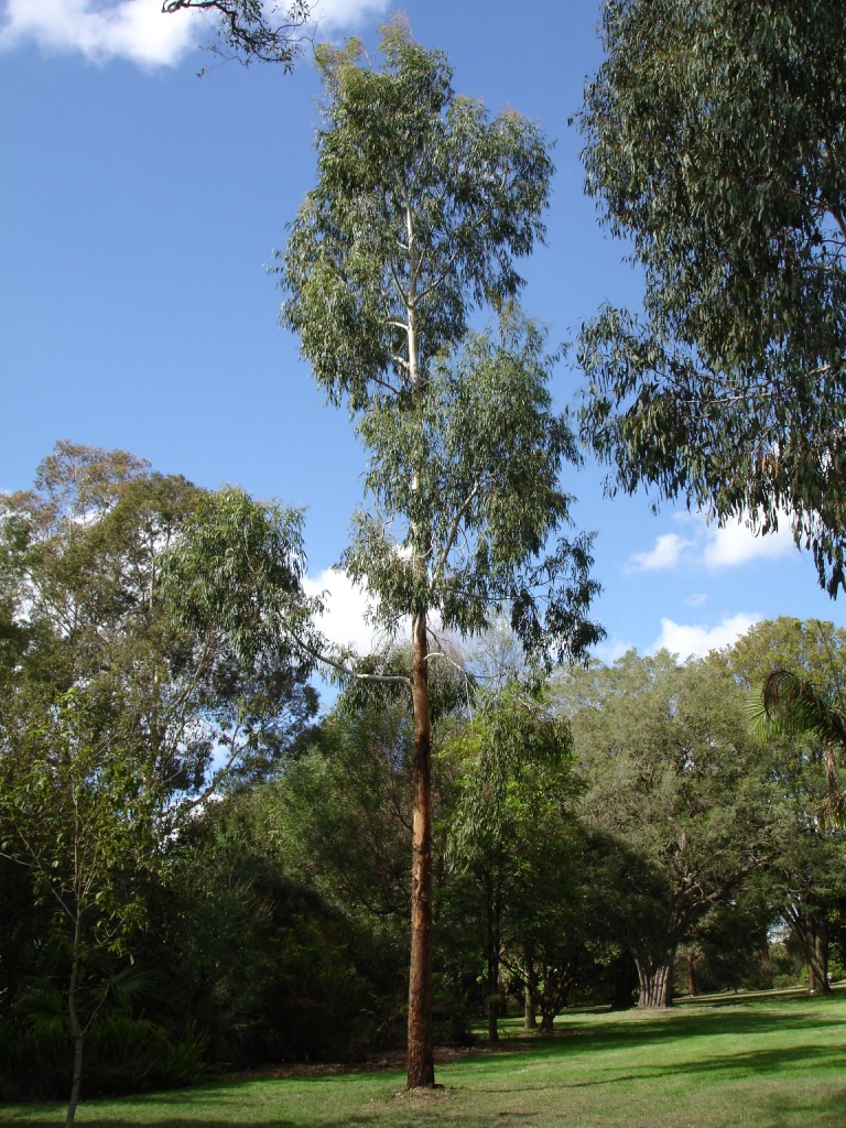 Manna Gum