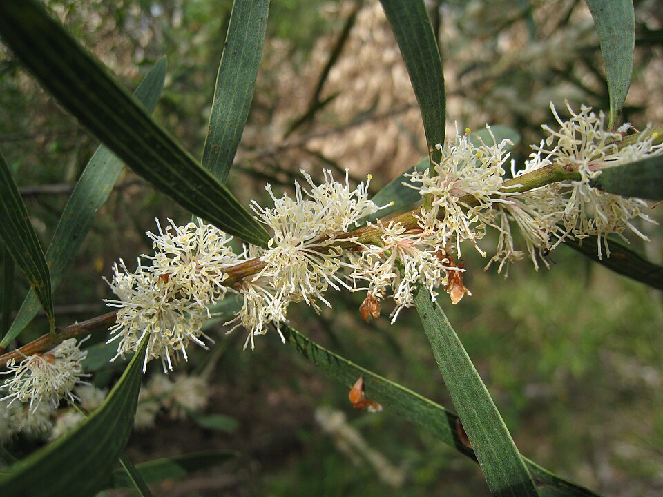Finger Hakea