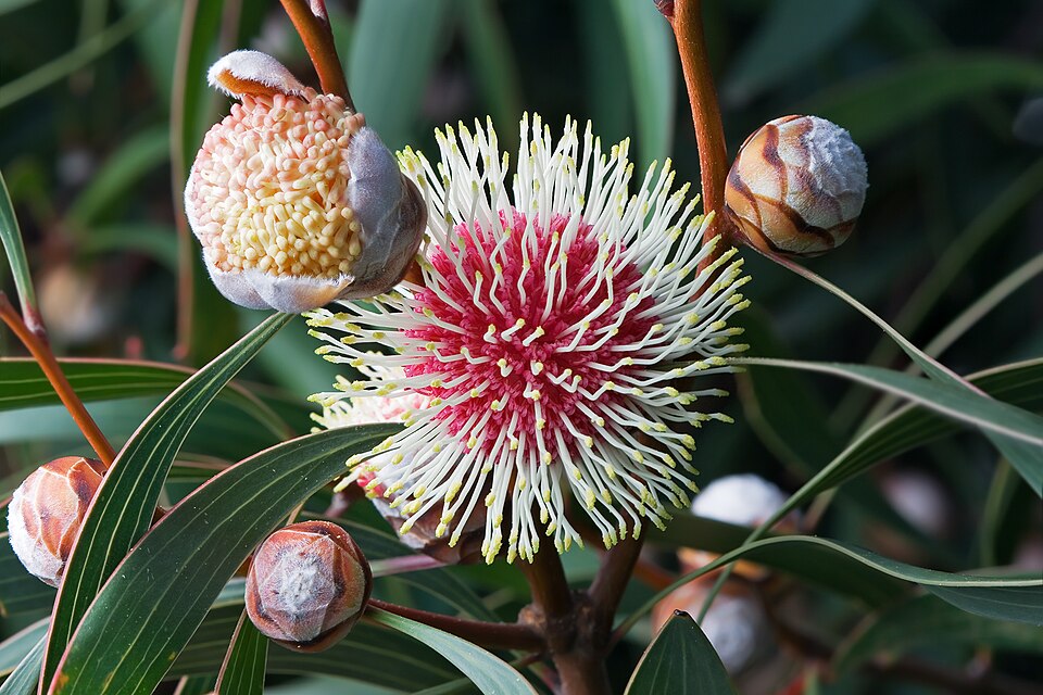 Pincushion Hakea