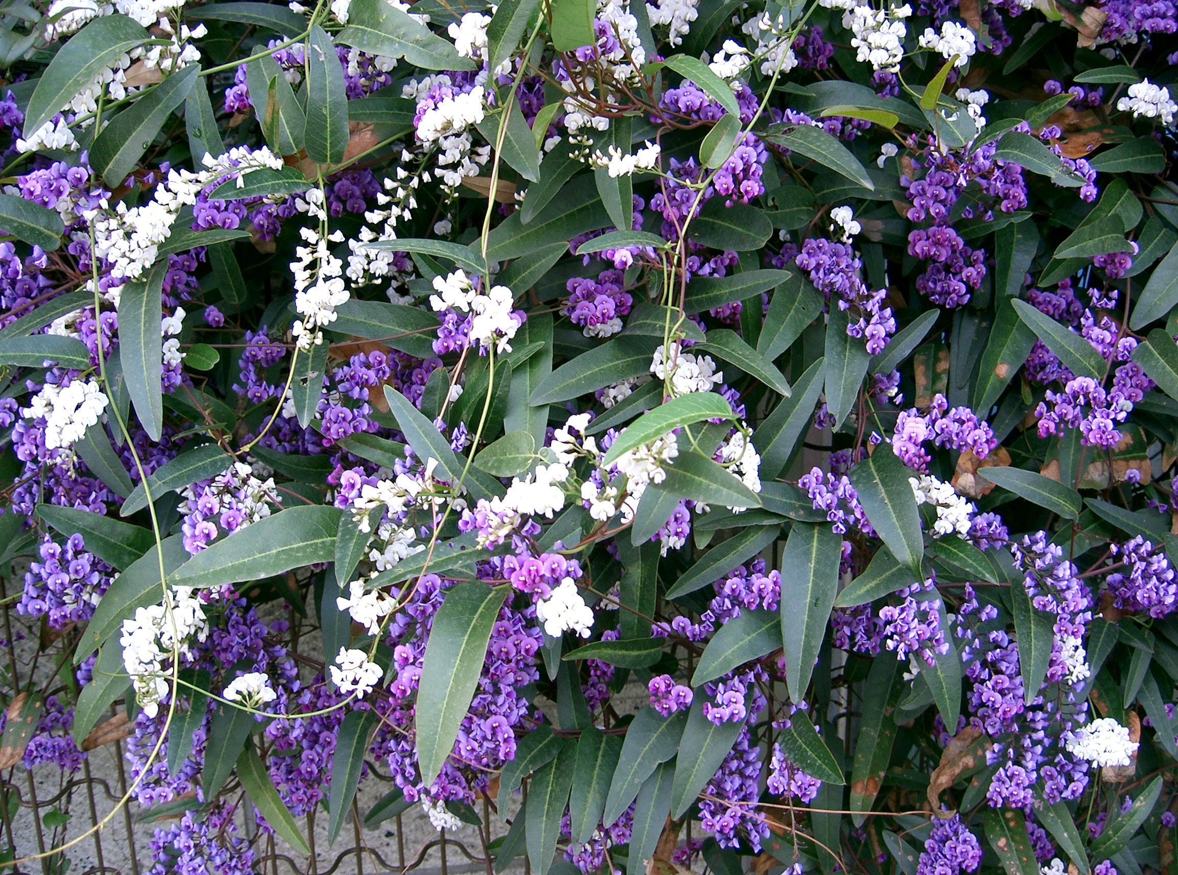 Native Sarsaparilla