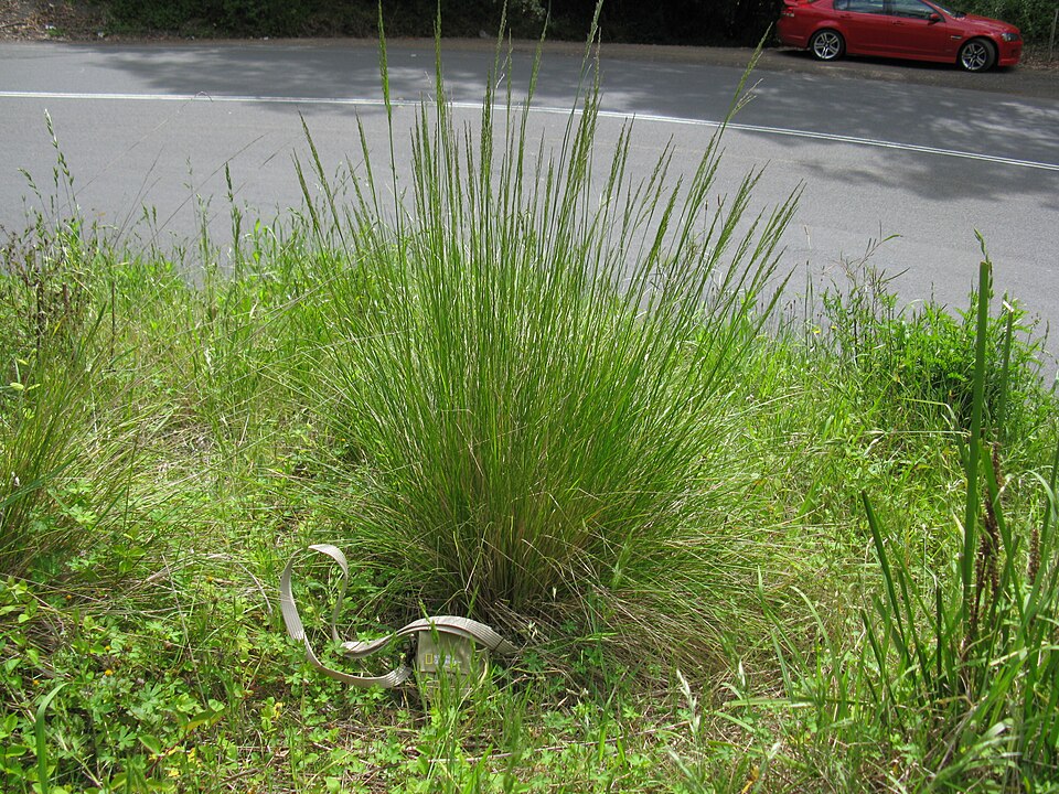 Common Tussock Grass