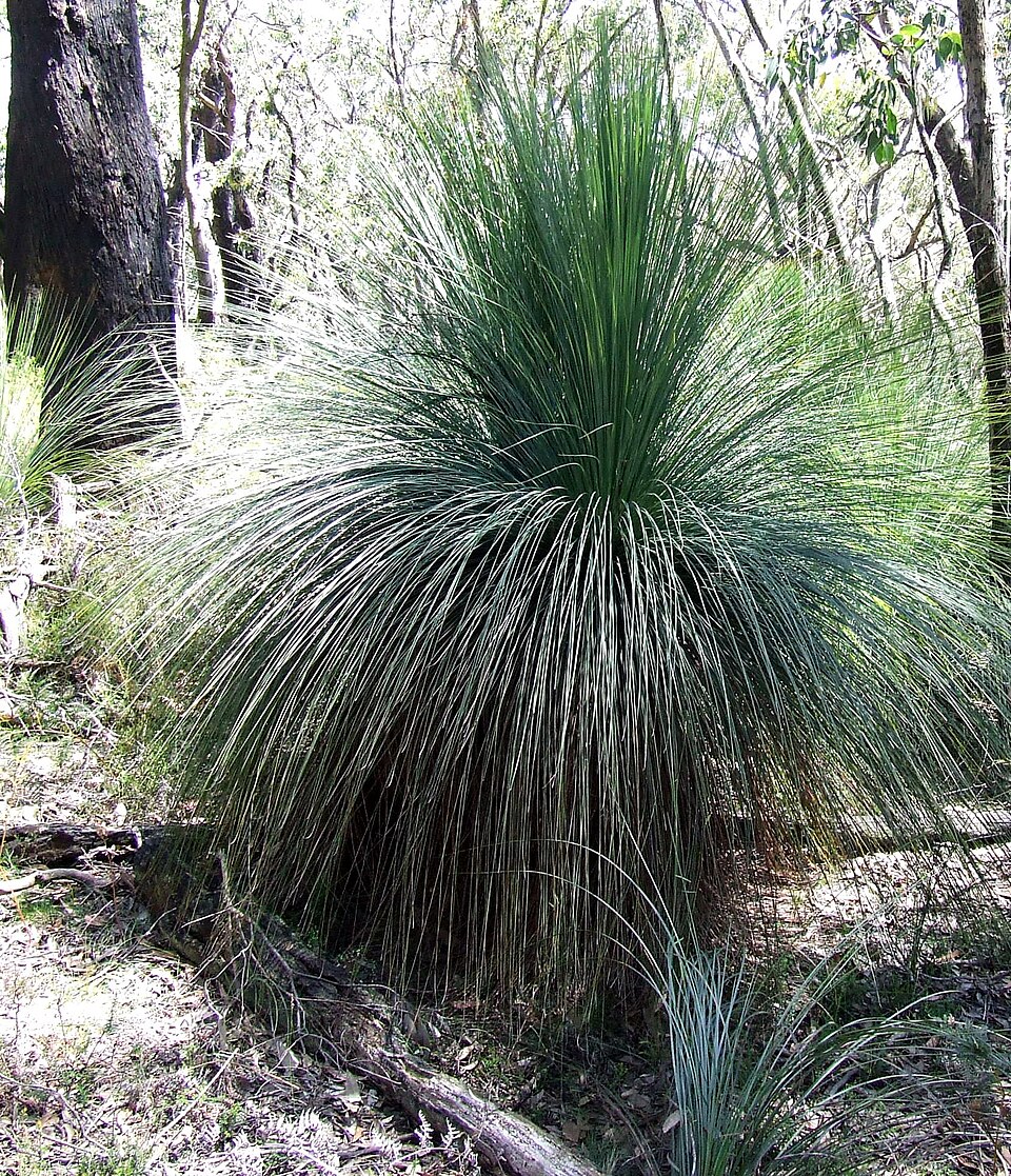 Grass Tree